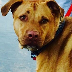 Meet your Posher, Andy